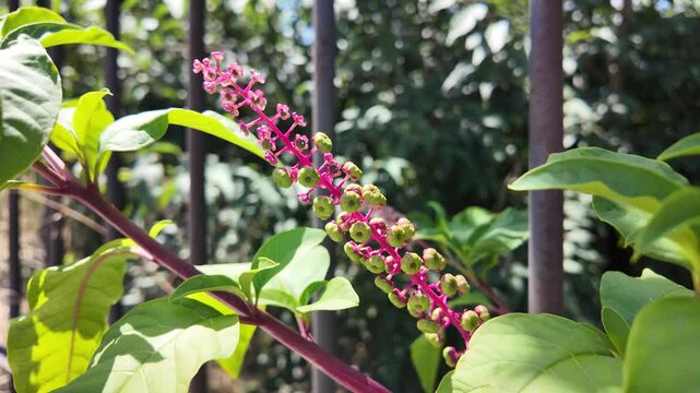 Aesthetic cinematic close-up view of Phytolacca americana plant foliage