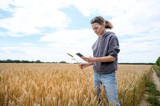 Female farmer stands in a golden wheat field using a smartphone to inspect