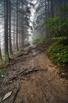 Rocks and roots on a hiking trail in the Beskid Mountains forest