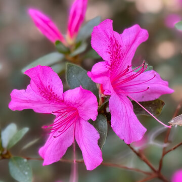 Vibrant pink azalea flowers blooming in the spring