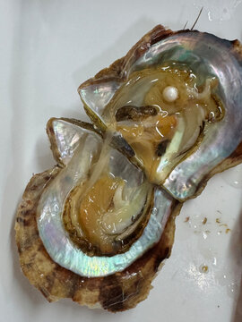 Cultured oyster pearl found in the oyster in Japan
