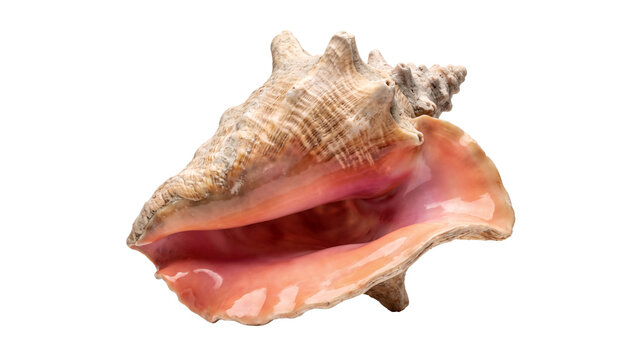 Beautiful pink conch seashell PNG, Isolated on a transparent background