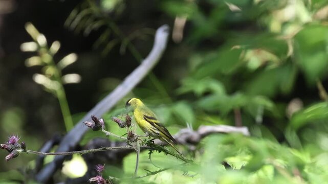 Eurasian siskin on a branch