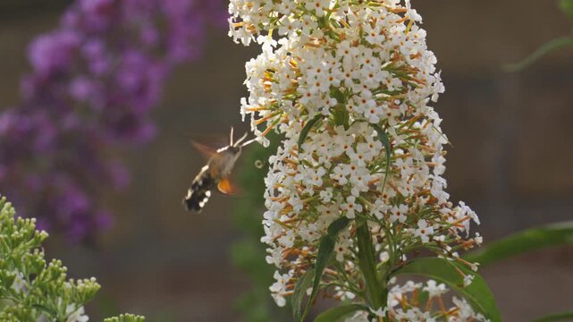 butterfly bush flower blooming sequence in serene outdoor garden setting close-up shot natural and vivid colors white purple green light clean background copy space modern design resource.