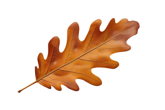 Warm brown oak leaf with broad rounded lobes