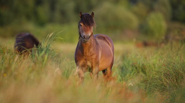 Konik horse with a white blaze stands in a field of tall green grass, its head turned towards the camera.