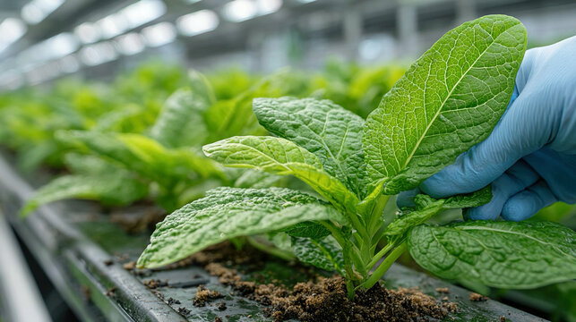 Biotechnology-driven approaches enhance crop resilience against biotic and abiotic stresses including pests pathogens drought and salinity ensuring stable agricultural production 