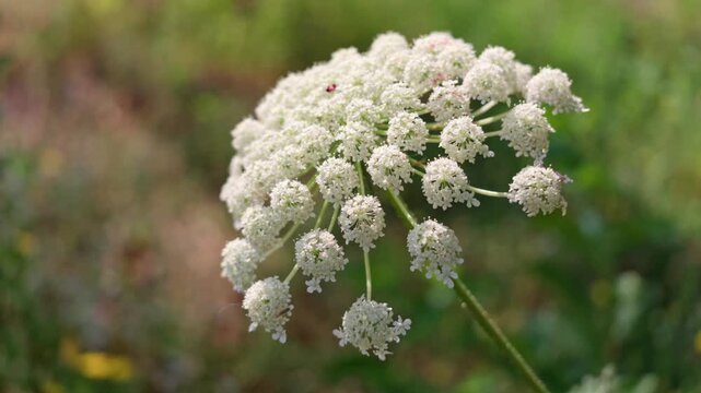 Close-up of a white, flat-topped flower head with many small blooms
