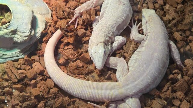 Close-Up of Albino Argentine Tegu Lizards Resting on Wood Bark Substrate