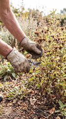 Fototapeta premium Vertical close up of gardener hands in leather gloves pruning dry flowers. Autumn garden maintenance and deadheading with hand pruners. Backyard yard work concept