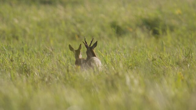 Roe deer On Misty Meadow Field At Sunset In Summer. Rutting season