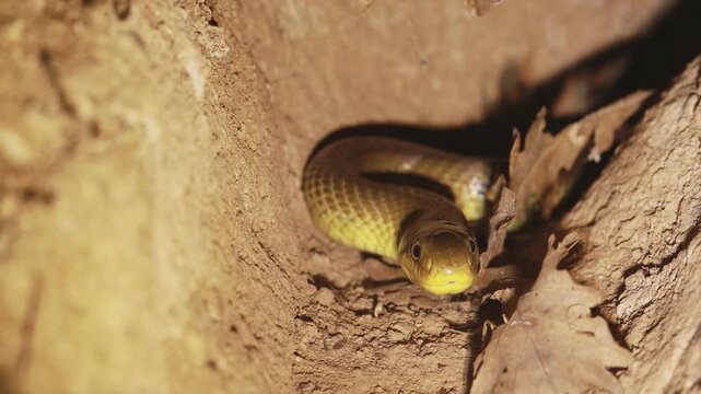 Aesculapian snake (Zamenis longissimus) curiously investigating the camera inside an underground wood mouse burrow