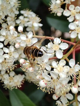 Eristalis tenax. Una mosca z&aacute;ngano polinizando una flor de photinia. 