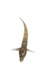 Fototapeta premium Pomatoschistus fish from the Sea of Azov, probably Pomatoschistus nanus. Isolated on a white background