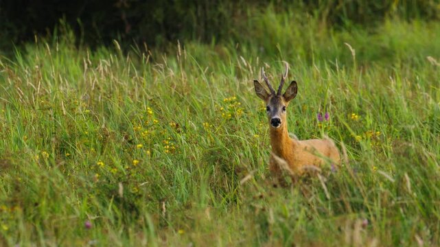 Roe deer On Misty Meadow Field At Sunset In Summer. Rutting season