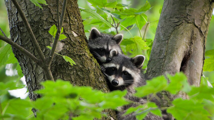 Raccoon (Procyon lotor) - Two young raccoon kits peering curiously from the fork of a tree surrounded by lush green foliage in Finland © Banu