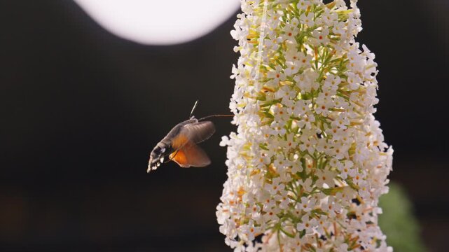 hummingbird moth feeding on white flowers against dark background in serene natural setting close-up shot nature documentary wildlife video educational content green.