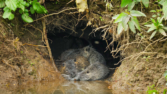 Nutria Resting in Riverbank Burrow Entrance Surrounded by Roots and Mud, Finland