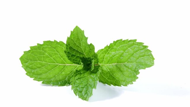 Fresh Mint Leaves on a White Background