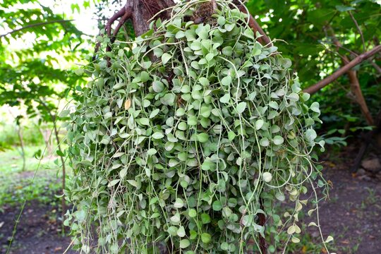 Dischidia Nummularia Epiphytic Plant Hanging Tree Tropical Foliage