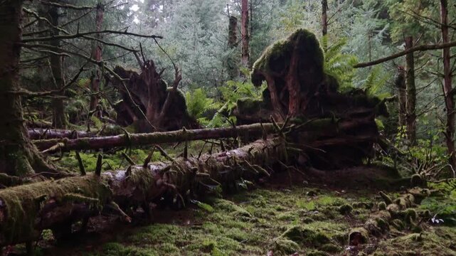 Fallen tree at Three lochs forest drive, Aberfoyle, scottish highlands