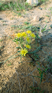 Serpent root Scorzonera tuberosa sandy slopes as part of desert-steppe communities. Areg. Spring in the White Desert (Akkum), where the Aral Sea once stood. Carex arenaria around
