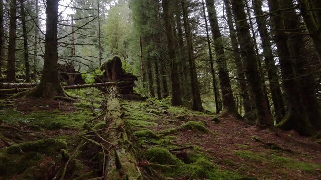 Fallen tree at Three lochs forest drive, Aberfoyle, scottish highlands