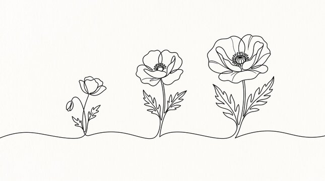Poppy flower outline showing growth stages in line art