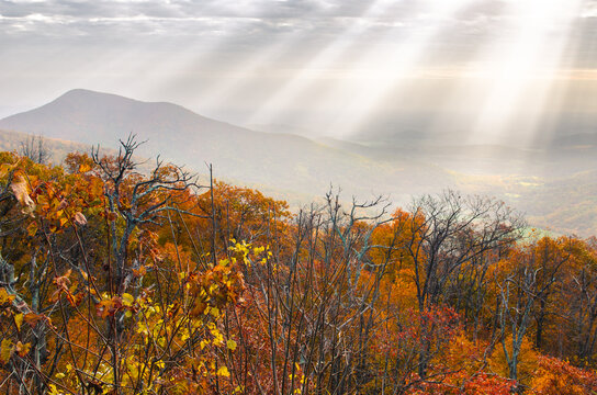 Autumn foliage in Shenandoah National Park, Virginia - United States
