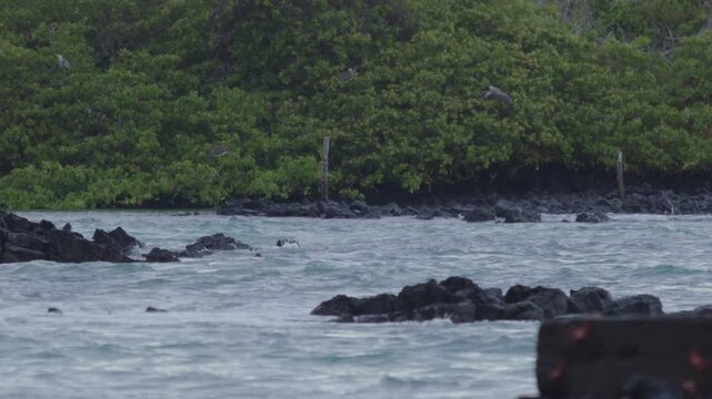 Telephoto shot of Slow motion waves hitting rocks in tortuga bay beach Galapagos