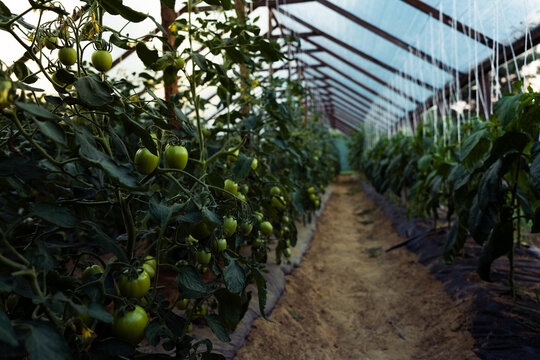 Rows of Green Tomatoes in Greenhouse
