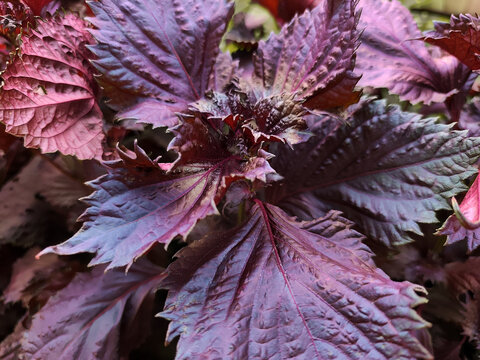 Close up of purple shiso leaves with serrated edges and textured surface, dense foliage background of fresh perilla plants in a garden.