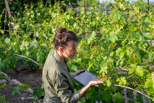 Agronomist with a tablet among the grape bushes in the vineyard