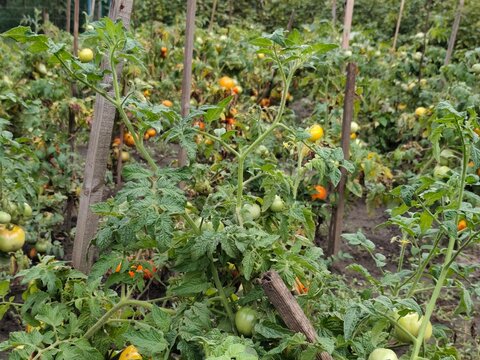 Tomato plants growing in rows on a vegetable garden bed with ripe and unripe tomatoes, soil and wooden supports in natural outdoor conditions.