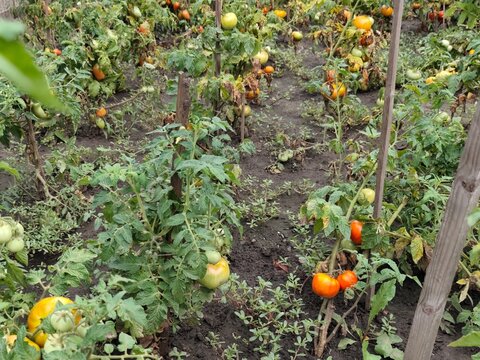 Tomato plants growing in rows on a vegetable garden bed with ripe and unripe tomatoes, soil and wooden supports in natural outdoor conditions.