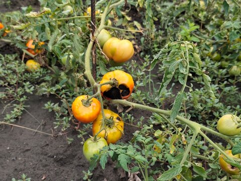 Ripe yellow and green tomatoes growing on a garden vine with one fruit showing severe black rot and decay in a vegetable bed.