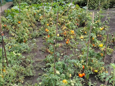 Tomato plants growing in rows on a vegetable garden bed with ripe and unripe tomatoes, soil and wooden supports in natural outdoor conditions.