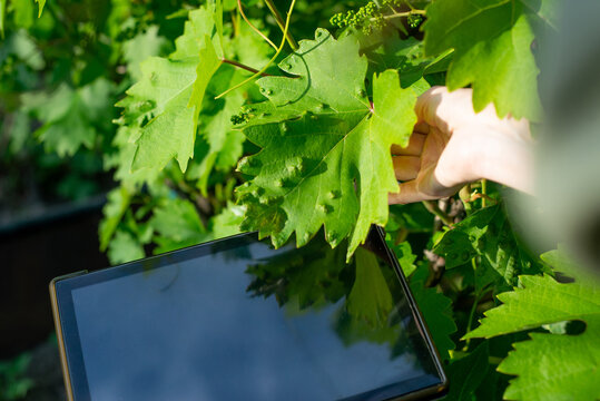 Anonymous Agronomist with a tablet holds a grape leaf with a disease.
