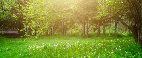 Obraz premium Sunny park meadow with white dandelion flowers. Peaceful summer morning mood for wellness and relax concept.