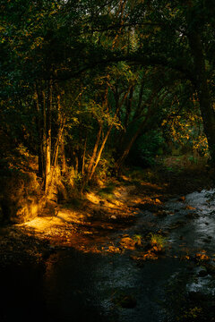 Forest Stream Lit by Sunlight