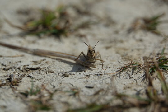 the common field grasshopper (Chorthippus brunneus)