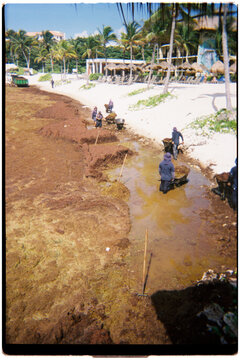 Workers cleaning sargassum seaweed from beach in Mexico