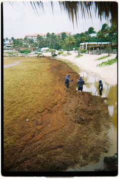 Workers cleaning sargassum seaweed from a Mexico beach
