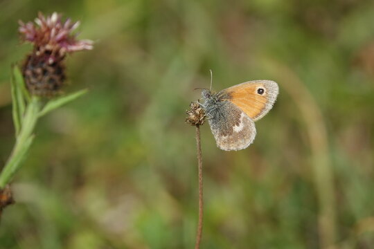 the small heath butterfly (Coenonympha pamphilus)
