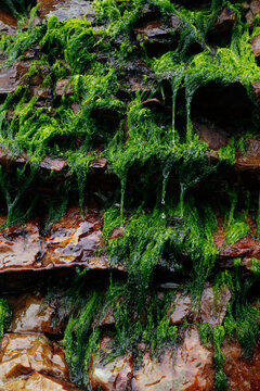 Lush Green Algae on Wet Rocks