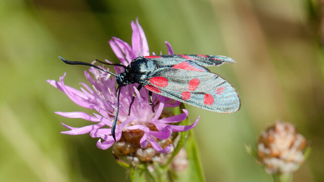 butterfly on flower
