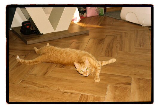 An orange tabby cat sprawled flat on a herringbone floor