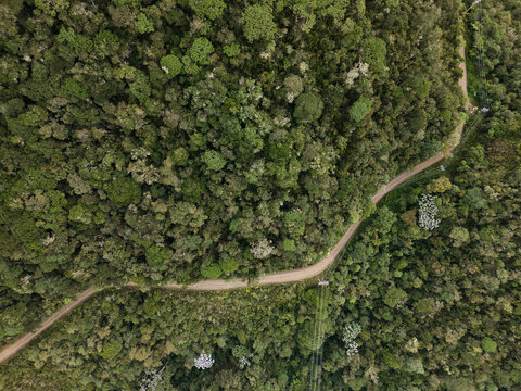 Winding dirt road through dense forest from above