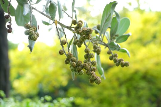 Silver buttonwood tree bearing clusters of rounded fruits in a tropical environment.
