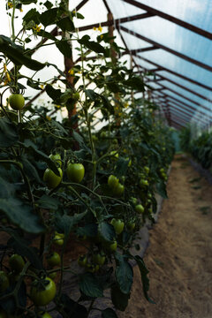 Rows of Green Tomatoes in Greenhouse
